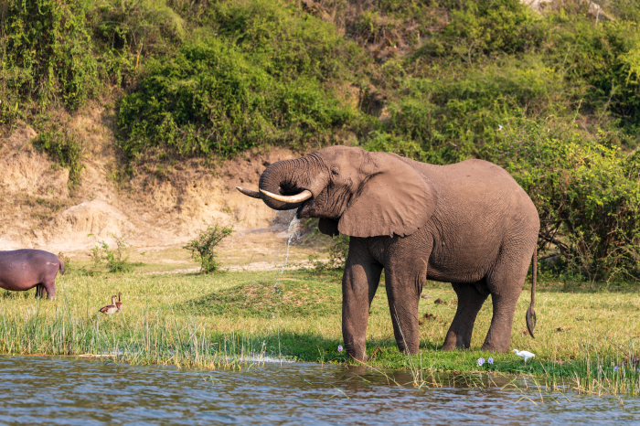 Exploring Uganda’s Top Wildlife Havens: A Guide to Premier National Parks