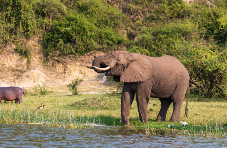 Top 3 National Parks in Uganda for Unparalleled Wildlife Viewing