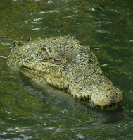 Explore the Best Eco-Tourism Packages in Odisha with OD Travels